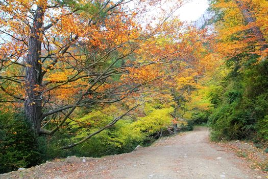 autumn fall colorful golden yellow leaves beech forest trees