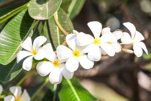 Branch of tropical flowers frangipani (plumeria), Thailand.