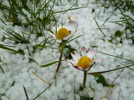 two flowers survive after a hail storm