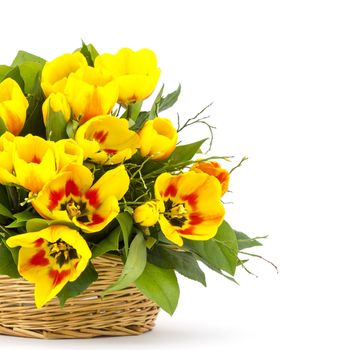 yellow tulips in a basket on a white background 