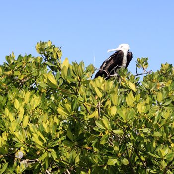 frigate baby bird in Contoy island mangroves Quintana Roo