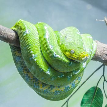 Resting wild green snake on a branch