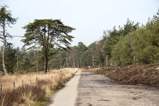 path in forest in netherlands