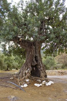 old olive tree, Crete, Greece