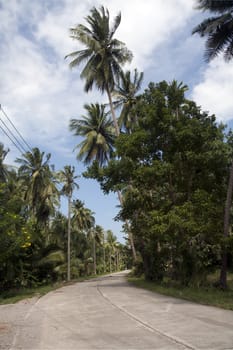 Road through coconut plantation, Tap Sakae, Thailand