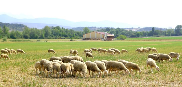 sheep flock grazing meadow in grass field panoramic view