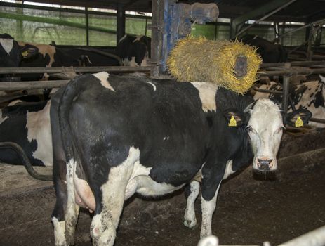 cow with automatic scratching machine against itching