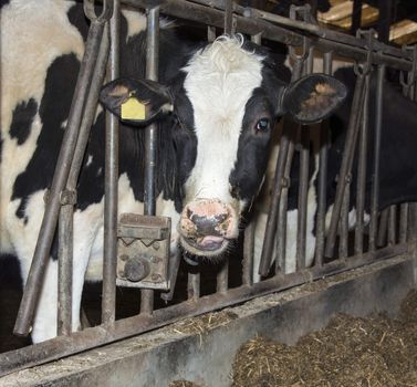 cow inside farmers place with ear mark