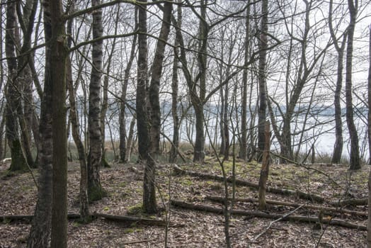 forest in winter with water on background