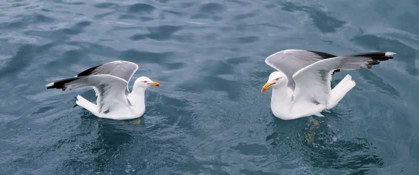 active sea gulls seagulls over blue sea ocean birds