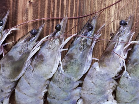 close up of grey shrimps