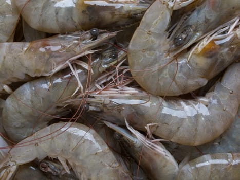 close up of grey shrimps