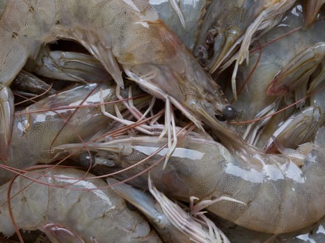 close up of grey shrimps