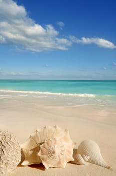 sea shells starfish on tropical sand turquoise caribbean summer vacation travel icon