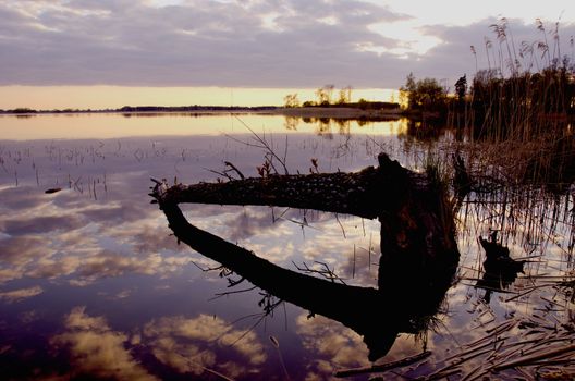 Beaver chew tree fallen in water. Evening lake landscape sky reflections.