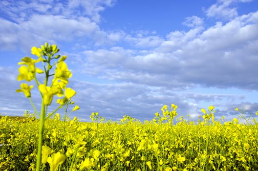 Yellow rape field and dense cloudy sky background.