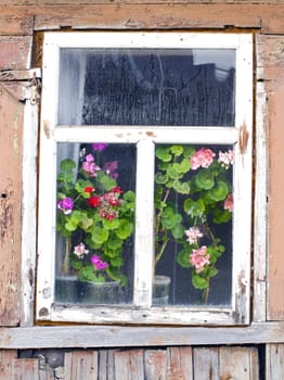 Old wooden farmstead house fogged window and flowers growing on the windowsill.