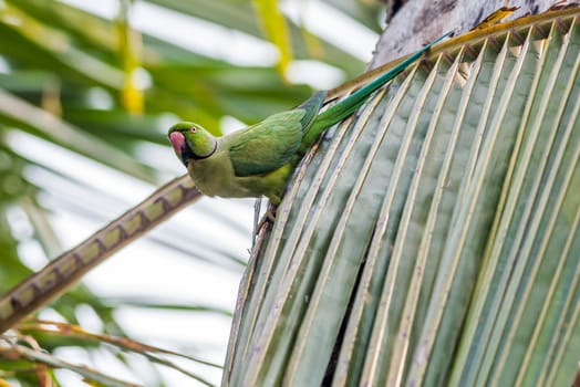 Rose-ringed Parakeet, perched on a tree branch, nature, copy space