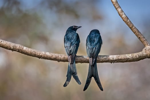 A Pair of Black Drongo perched on a branch in sunlight