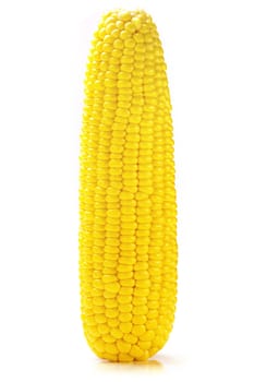 Fresh ripe yellow corn on cob with white background.