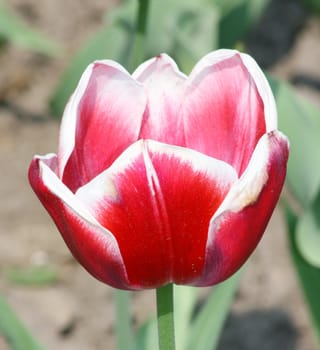 Close up of a red flowering tulip