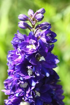 Close-up of a blue-flowered larkspur (Delphinium)