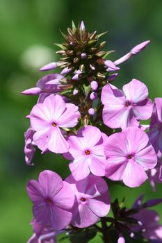 A pink flowering Phlox (Phlox)