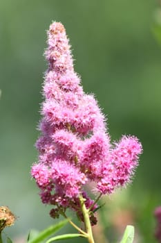 Cone-shaped flowers of a pink flowering shrub