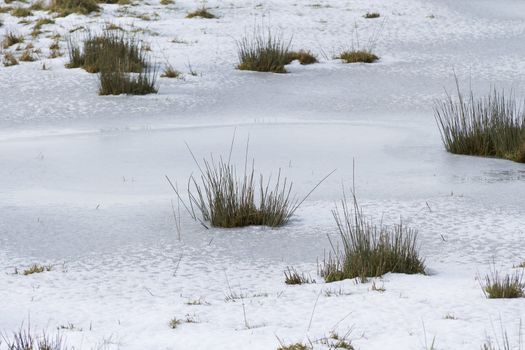 view of grass in snow