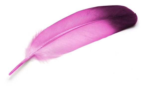 Pink Feather of pigeon over white background.