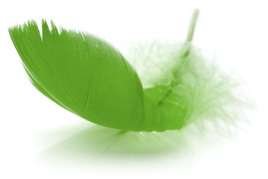 Green Feather in soft-focus view. Close-Up. With white background - Isolated.