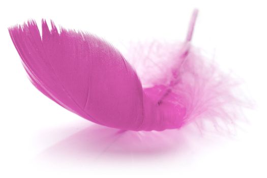 Pink Feather in soft-focus view. Close-Up. With white background - Isolated.
