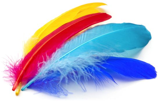 Four feathers of different colors on a white background.