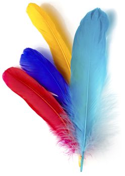 Four feathers of different colors on a white background.