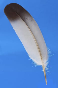 Grey Feather of pigeon over blue background.