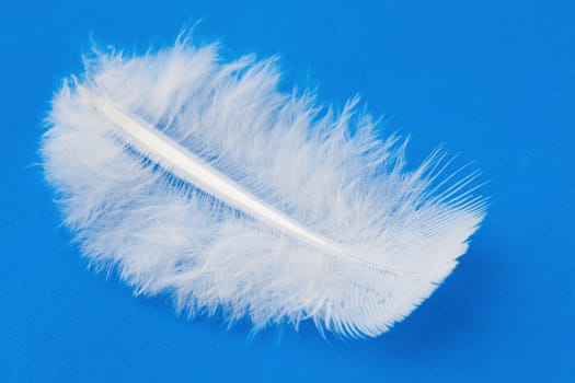 White fluffy Feather over blue background.