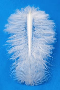 White fluffy Feather over blue background.