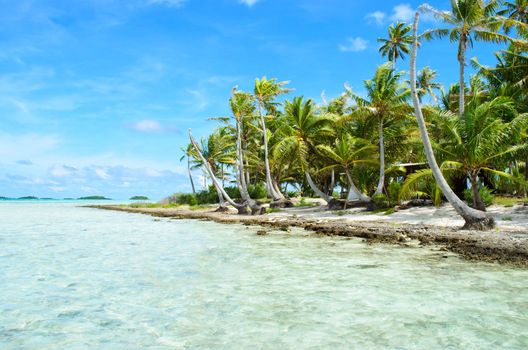 Coconut palms on the beach of a desert island near Tahiti in French Polynesia in the pacific ocean.