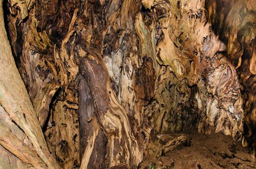 Taken inside of the trunk of a yew tree that is over 2000 years old