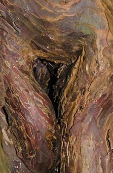 Part of the tree trunk bark from a yew tree that is over 2000 years old