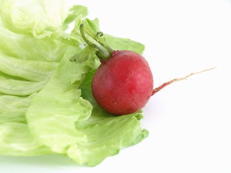 Red radish on a green leaf of lettuce, studio isolated on a white background