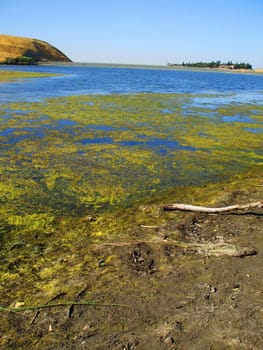 Green algae growing on the water's surface.