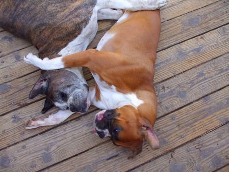 Close up of the boxer dogs.