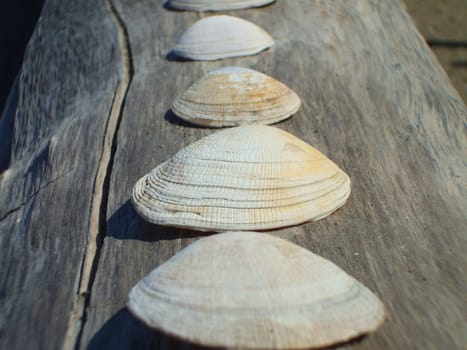 Row of seashells on a tree log.