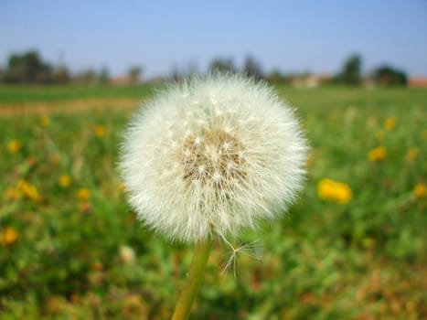 Close up of the dandelion seeds.