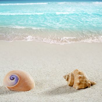 beach sea snail and tropical shell on white sand od caribbean summer like a vacation concept