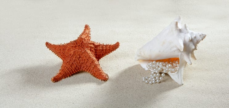 beach sand with starfish and pearl necklace shell like a summer vacation symbol