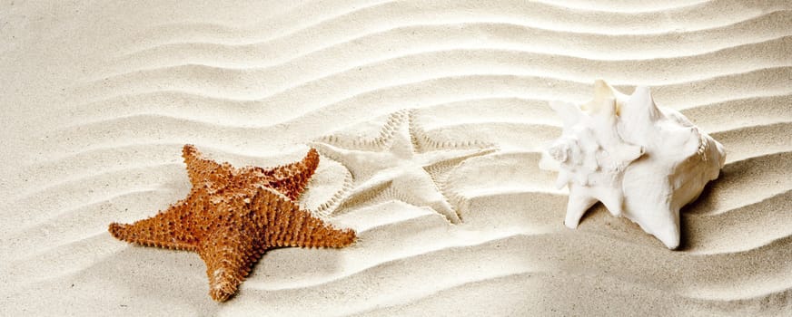caribbean shell and starfish over wavy white sand beach such a summer vacation symbol