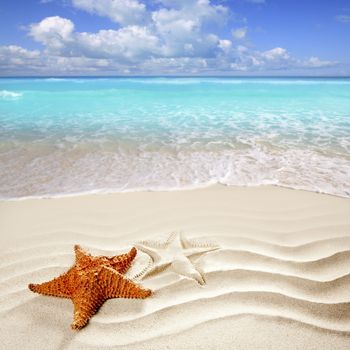 caribbean starfish over wavy white sand beach such a summer vacation symbol