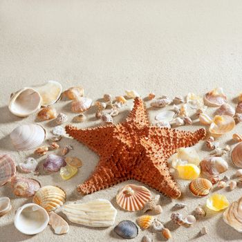 beach with white sand and starfishwith shells still life like summer vacation background